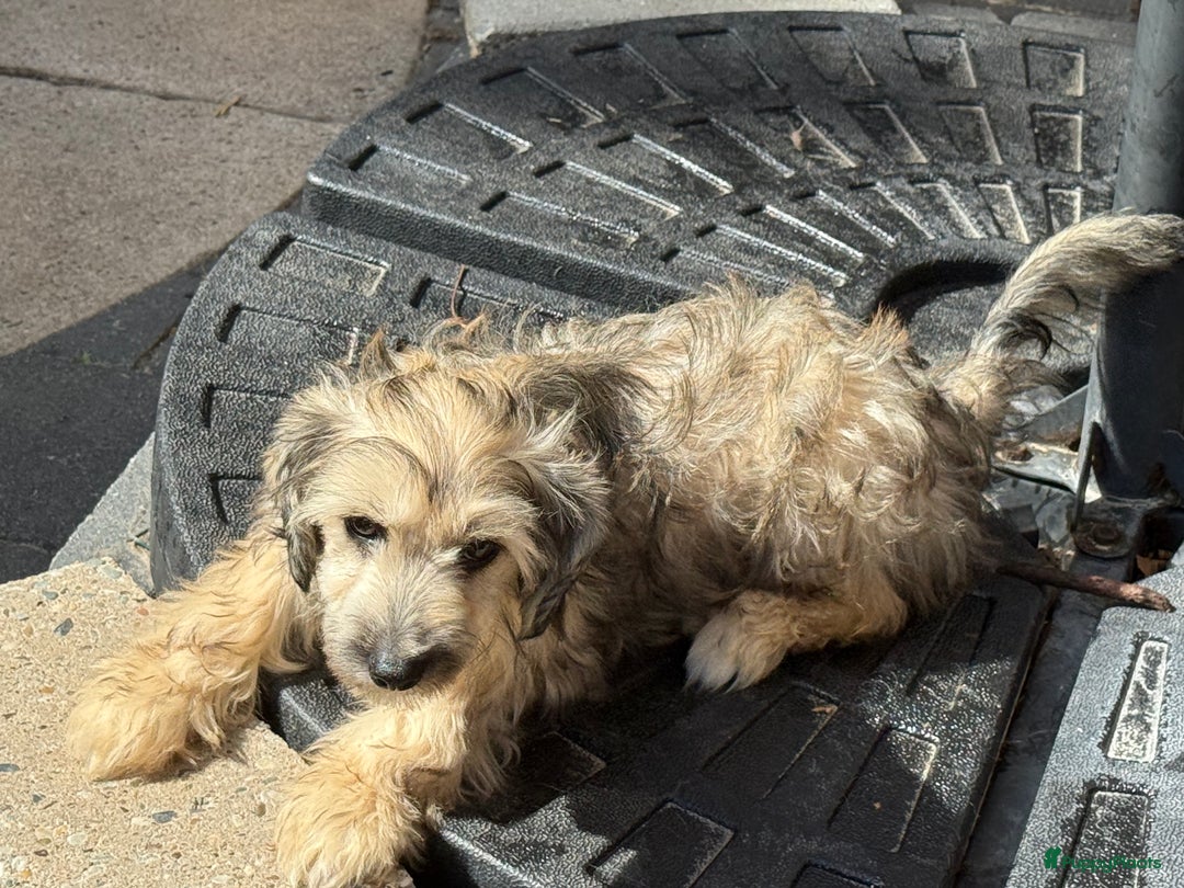 Chinese Naakthond honden te koop: Mooie powder puff jongen - Afbeelding 8