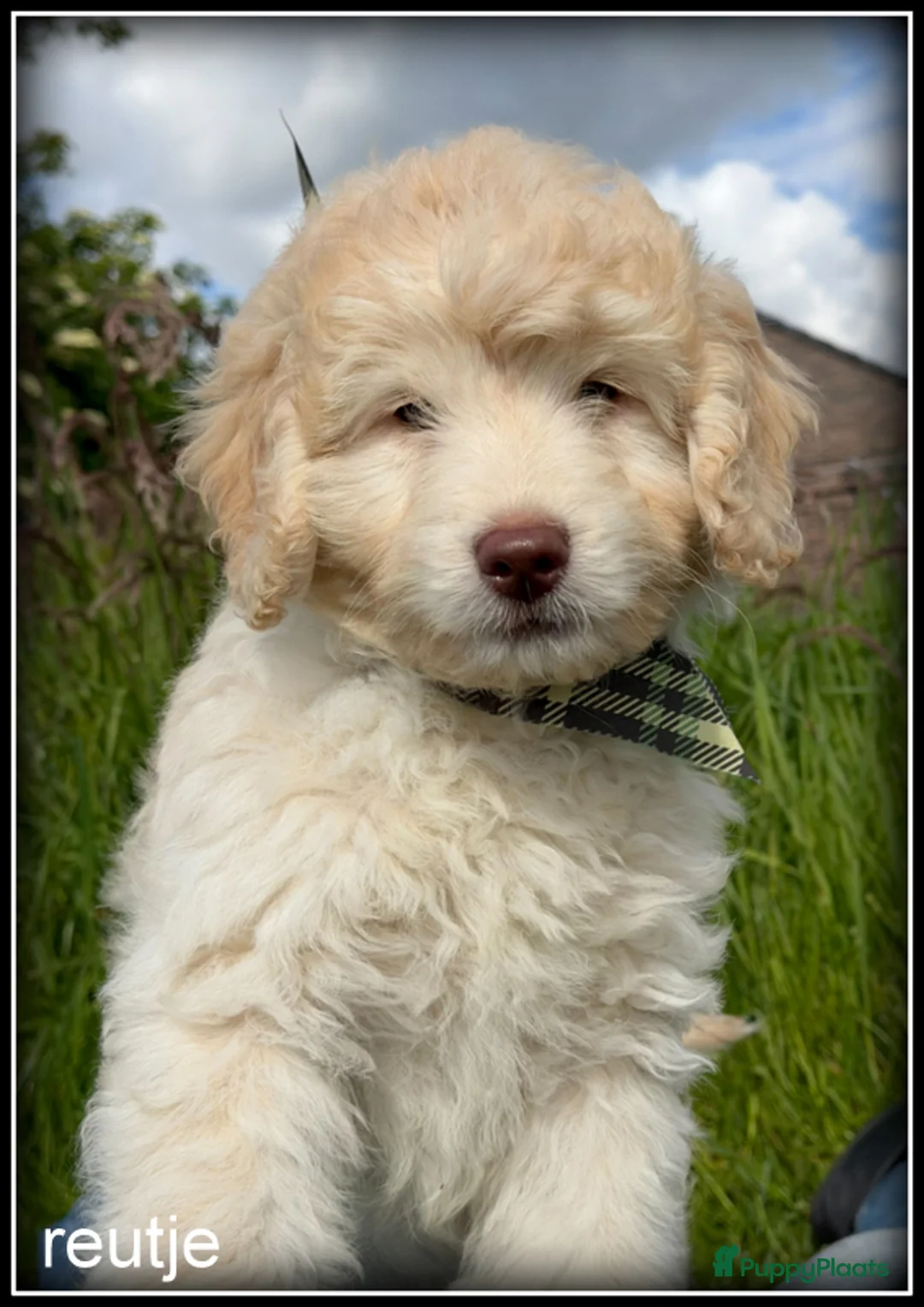 Labradoodle honden te koop: Labradoodle pup mini +/- 40 cm Mag het nest verlat - Advertentie 2