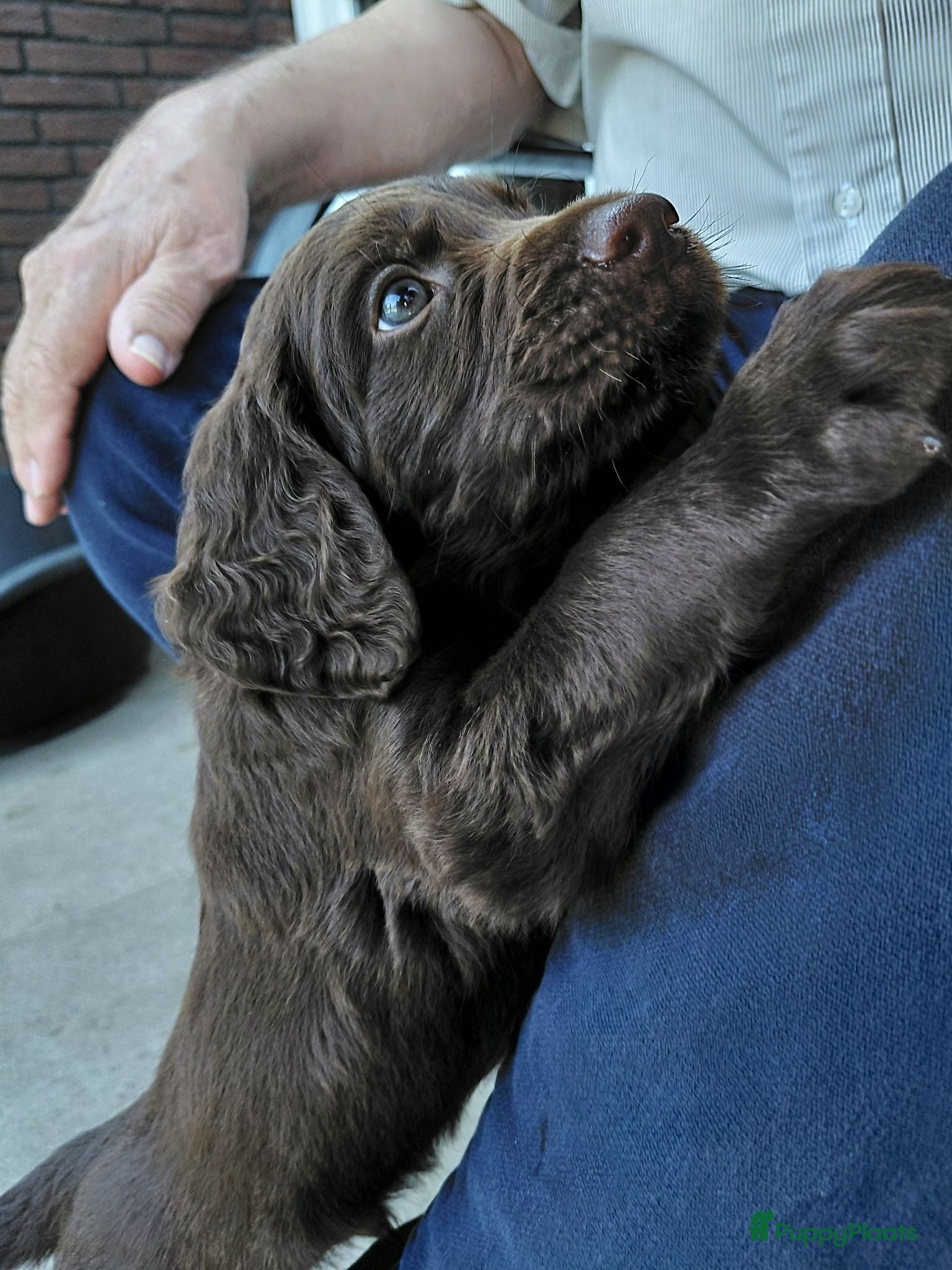 Duitse Staande Hond Langhaar honden Duitse Staande Langhaar 2 reutjes beschikbaar  - Advertentie 1