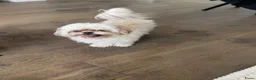 Shih Tzu honden te koop: Shih Tzu teddy - TE KOOP - Advertentie 3