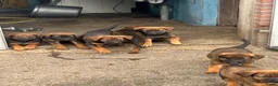 Kruising honden te koop: Kruising mechelse herder Berner sennen in Nijkerkerveen - Advertentie 5