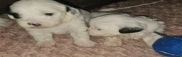 Maltezer honden te koop: Boomer malshi - Advertentie 9