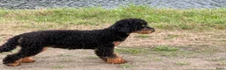 Australian Labradoodle honden te koop: Sproodle pups F1BB multigen  - Advertentie 27