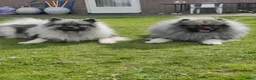Keeshond honden te koop: Grote grijze keeshond puppy's  - Advertentie 7