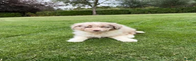 Kruising 1