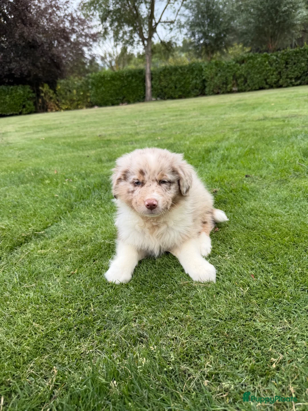 Kruising honden te koop: Australian Shepherd x Border Collie pups - Advertentie 19