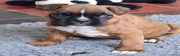 Boxer honden te koop: Boxerpup  - Advertentie 3