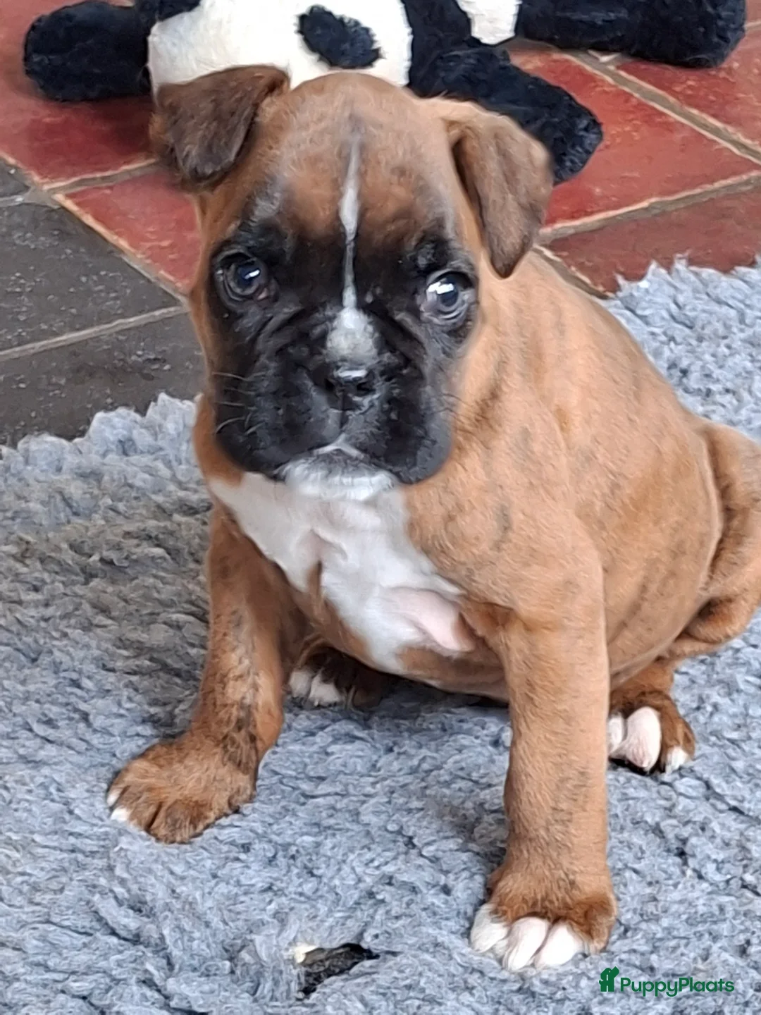 Boxer honden te koop: Boxerpup  - Advertentie 3