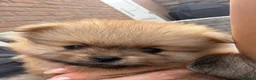 Pomeriaan honden te koop: Raszuivere Pomeranian/pomeriaan/dwergkees puppy’s  - Advertentie 3