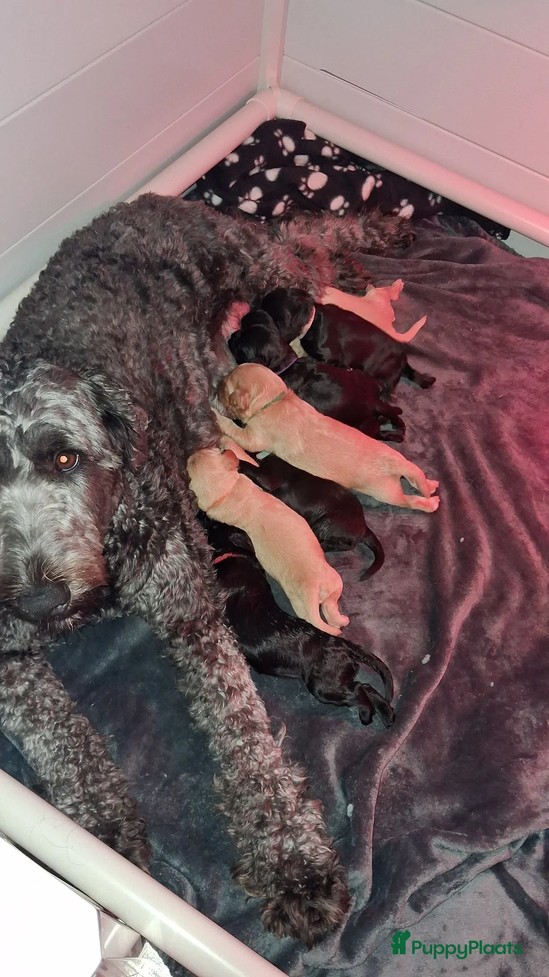 Labradoodle honden te koop: doodle  pups hypoallergeen - Advertentie 1