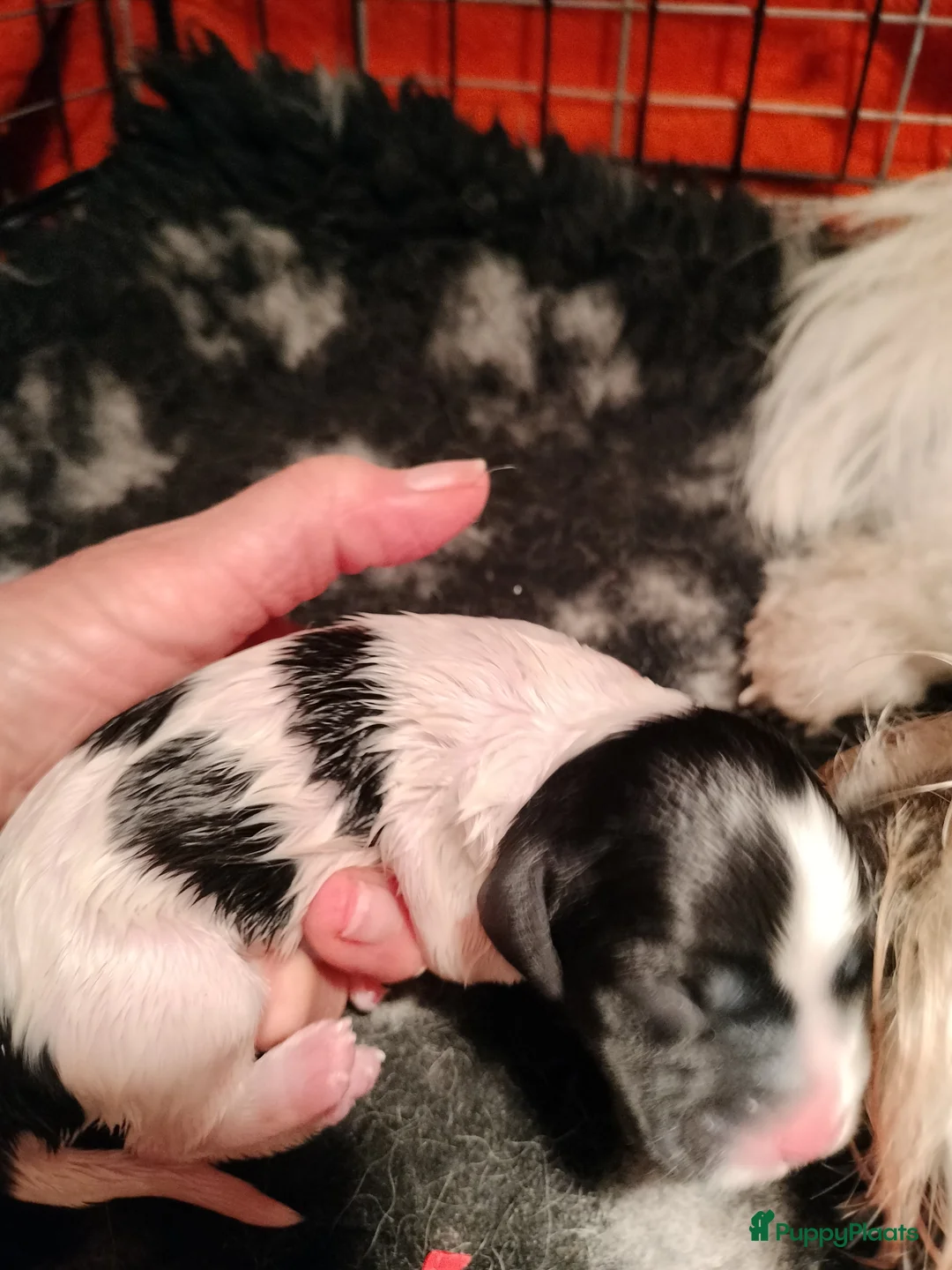 Kruising honden te koop: Tobekan pups Tibetaanse terrier x Cocker Spaniel  - Advertentie 16
