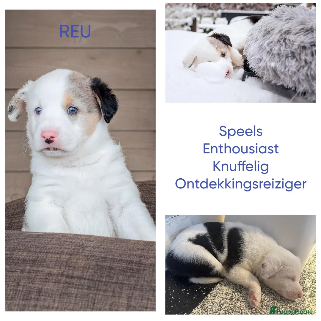 Kruising honden te koop: Unieke kruising met populaire rassen! - Advertentie 5