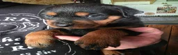 Rottweiler honden te koop: Prachtig mooie Rotweiler pups te koop! - Advertentie 17