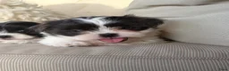Kruising honden te koop: Prachtige boomer pups  - Advertentie 20