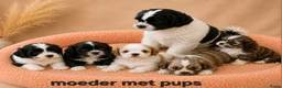Boomer honden te koop: Super mooi gezonde boomer pups. Shi tzu X Maltezer - Advertentie 1