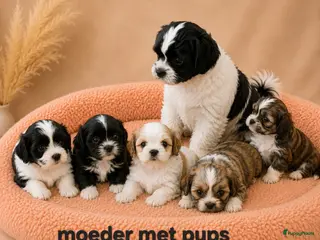 Boomer honden Super mooi gezonde boomer pups. Shi tzu X Maltezer - Advertentie 2