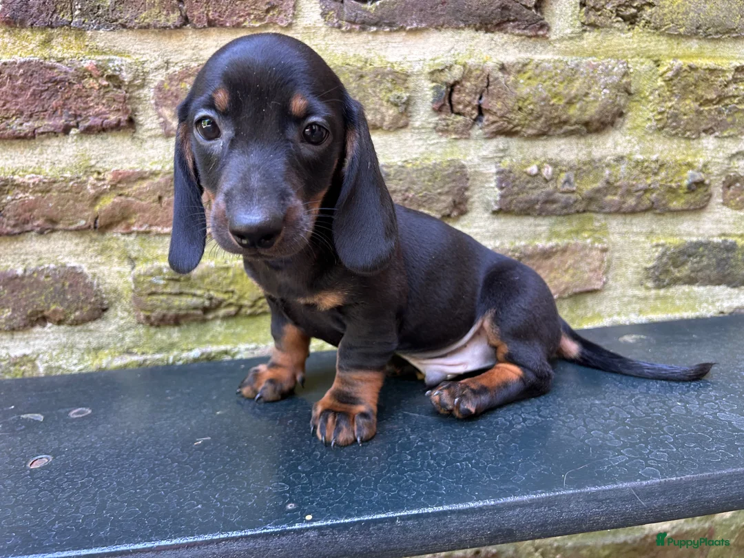 Teckel (korthaar)  honden te koop: Nog drie teckel reutjes  - Advertentie 17