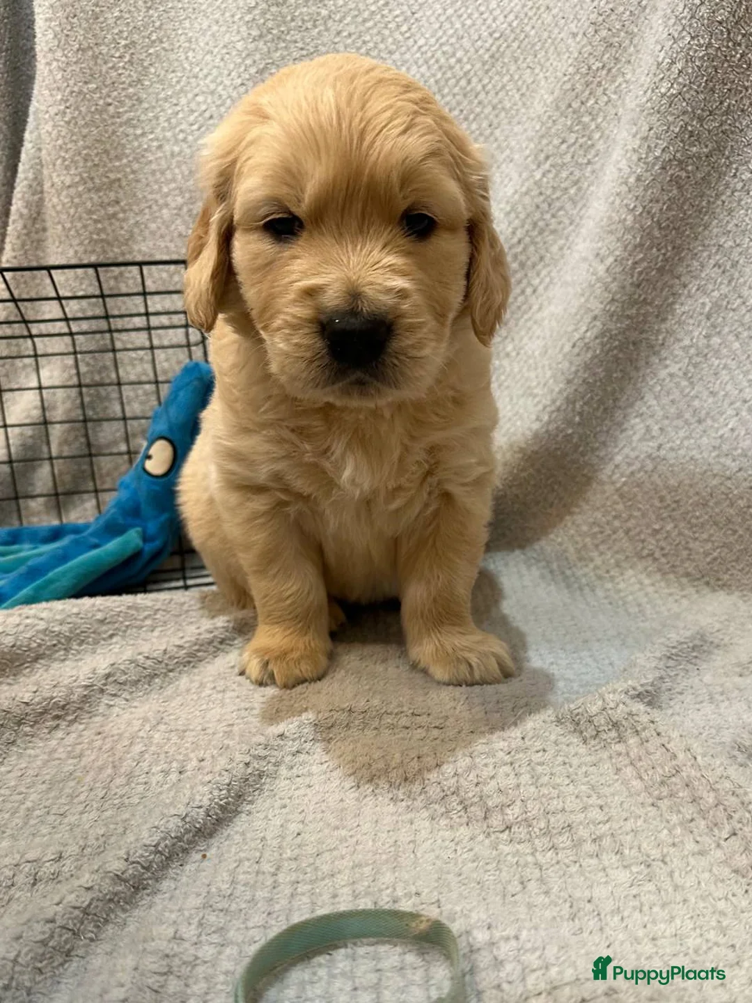 Golden Retriever honden te koop: Golden Retriever pups  - Advertentie 5