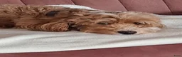 Labradoodle honden te koop: Nog 2 puppy's te koop - Advertentie 8