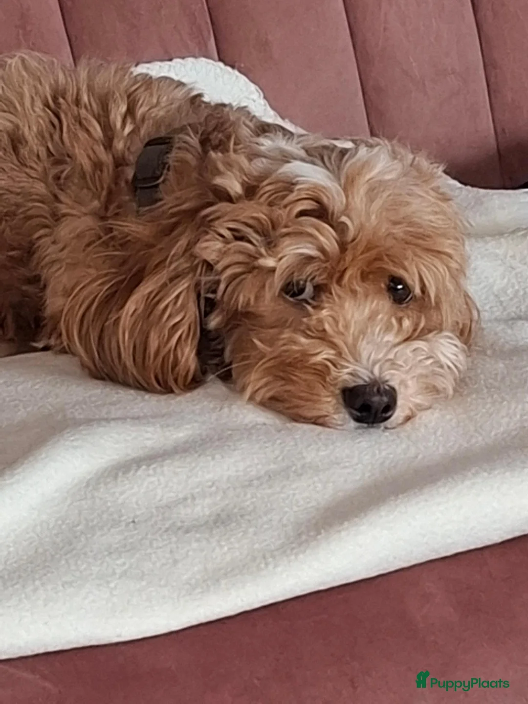Labradoodle honden te koop: Nog 2 puppy's te koop - Advertentie 8