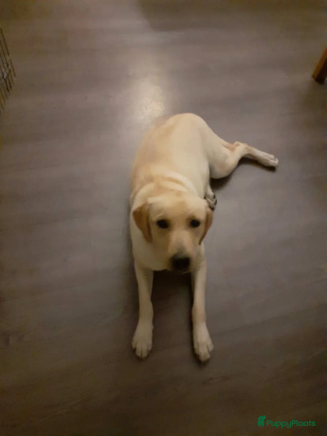 Labrador Retriever honden te koop: Labrador Retriever pups - Advertentie 1