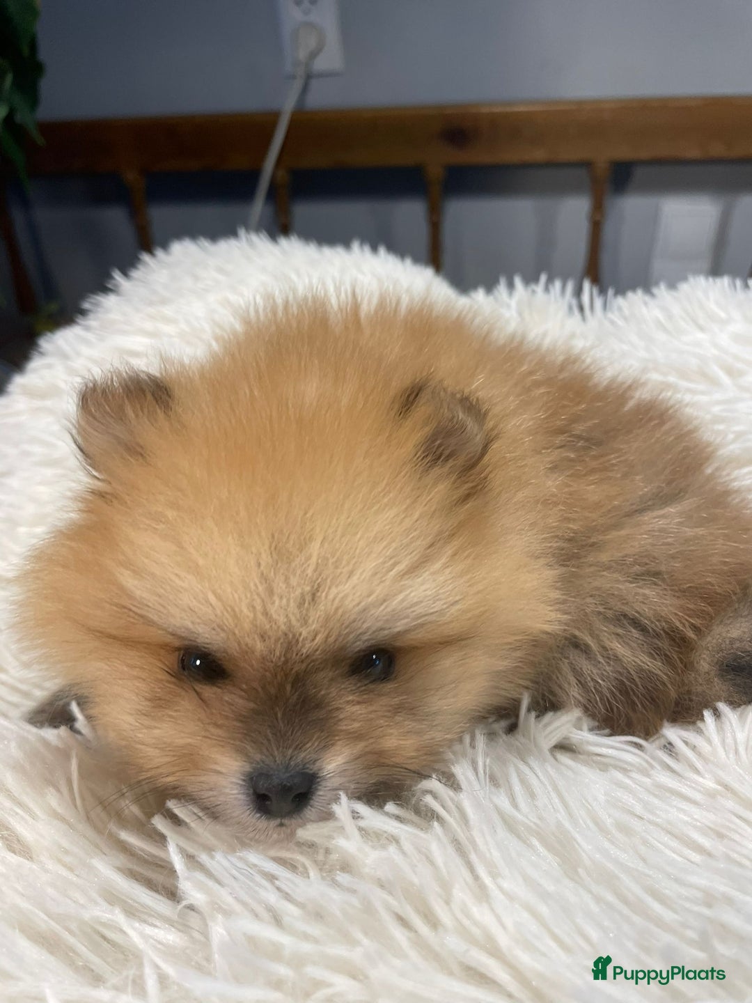 Pomeriaan honden te koop: 3 schattige Pomeriaan pups orange sable 5 wk - Advertentie 18