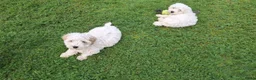 Maltipoo honden te koop: Maltipoo pups. Ouders aanwezig.  - Advertentie 10