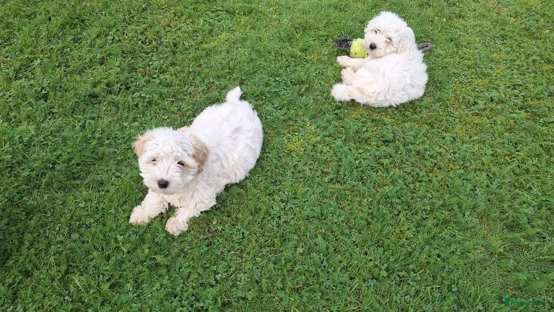 Maltipoo honden te koop: Maltipoo pups. Ouders aanwezig.  - Advertentie 10