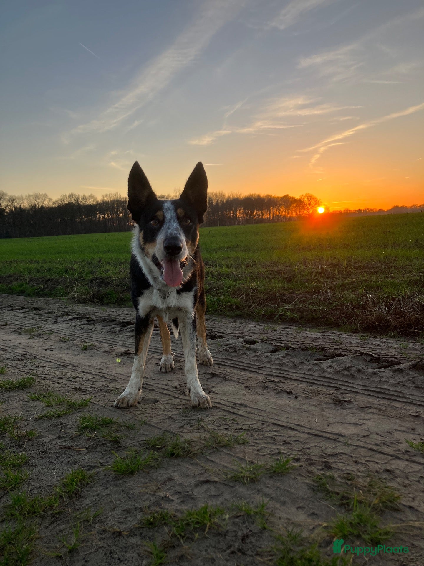 Border Collie honden Border collie teefje  - Advertentie 1