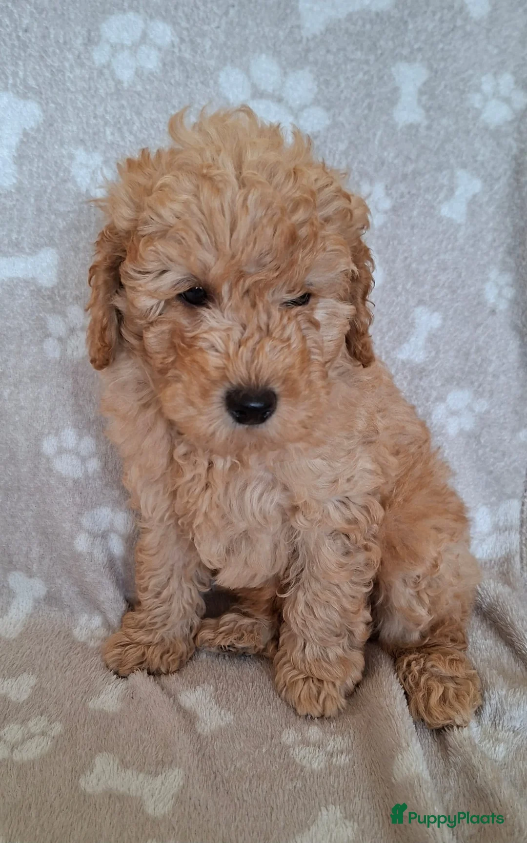 Dwergpoedel honden te koop: Super lieve dwergpoedel pup zoekt gouden mandje - Advertentie 13