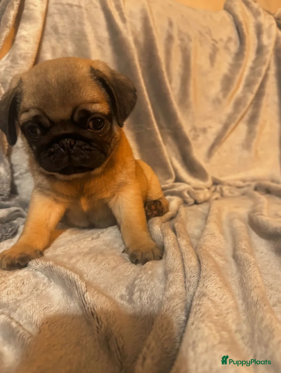 Mopshond honden te koop: Mopshond puppy’s zoeken een nieuw thuis - Advertentie 1