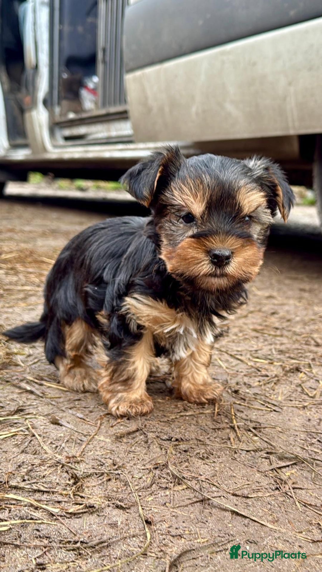 Yorkshire Terriër honden te koop: Yorkshire terriër puppies zoeken goudenmand. - Advertentie 5