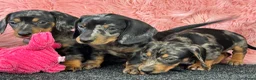 Teckel (korthaar)  honden te koop: Dwergteckel pups  in Vlagtwedde - Advertentie 10