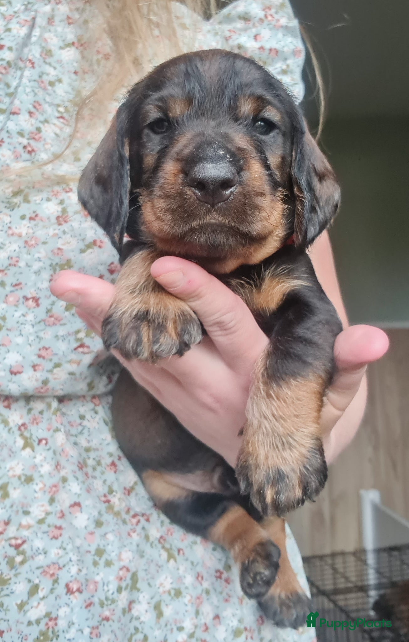 Ruwhaar Teckel honden Standaard ruwhaar teckel pups - Advertentie 2