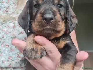 Ruwhaar Teckel honden Standaard ruwhaar teckel pups - Advertentie 2