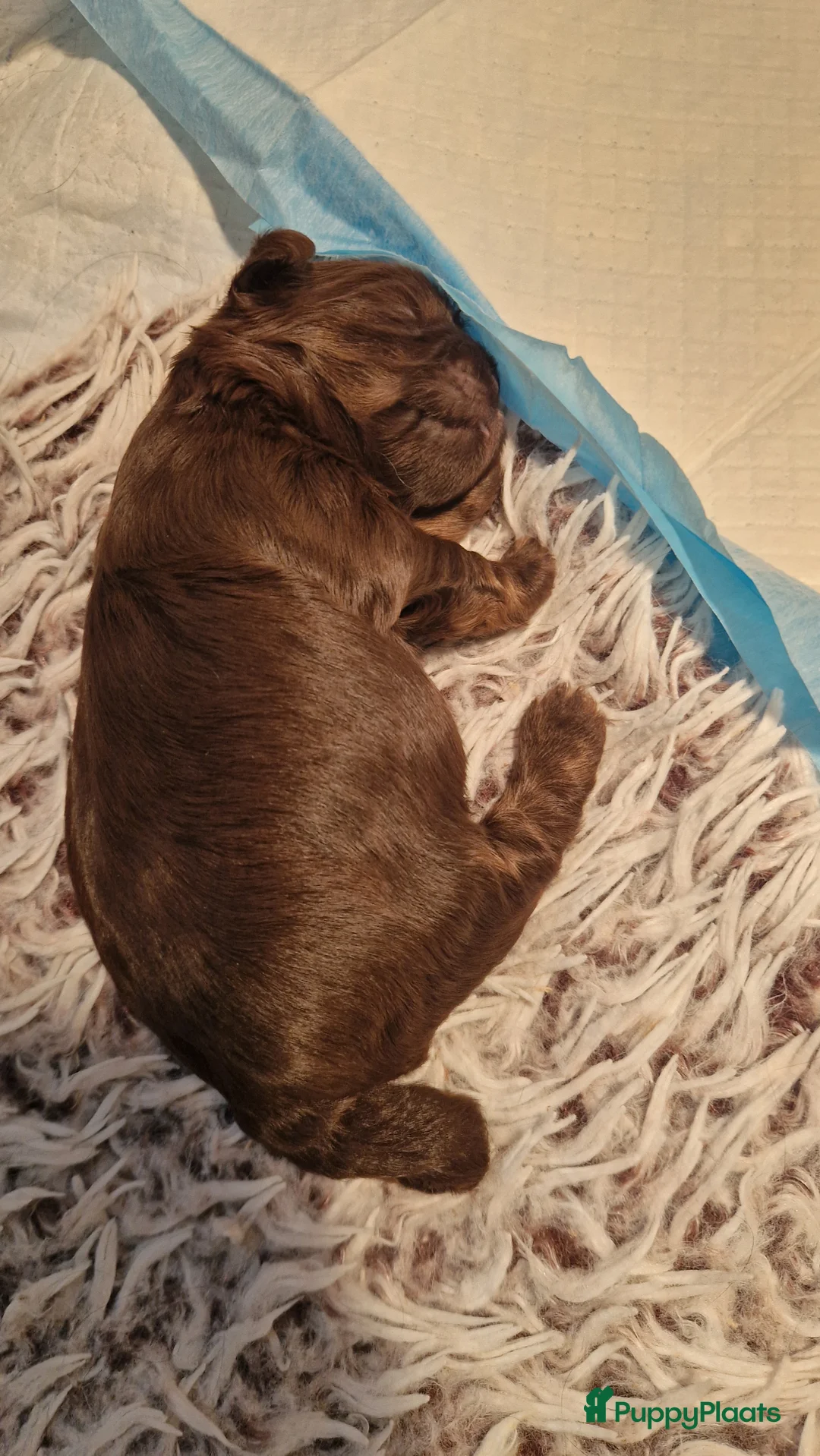 Shih Tzu honden te koop: Mooie shih tzu pups - Advertentie 5