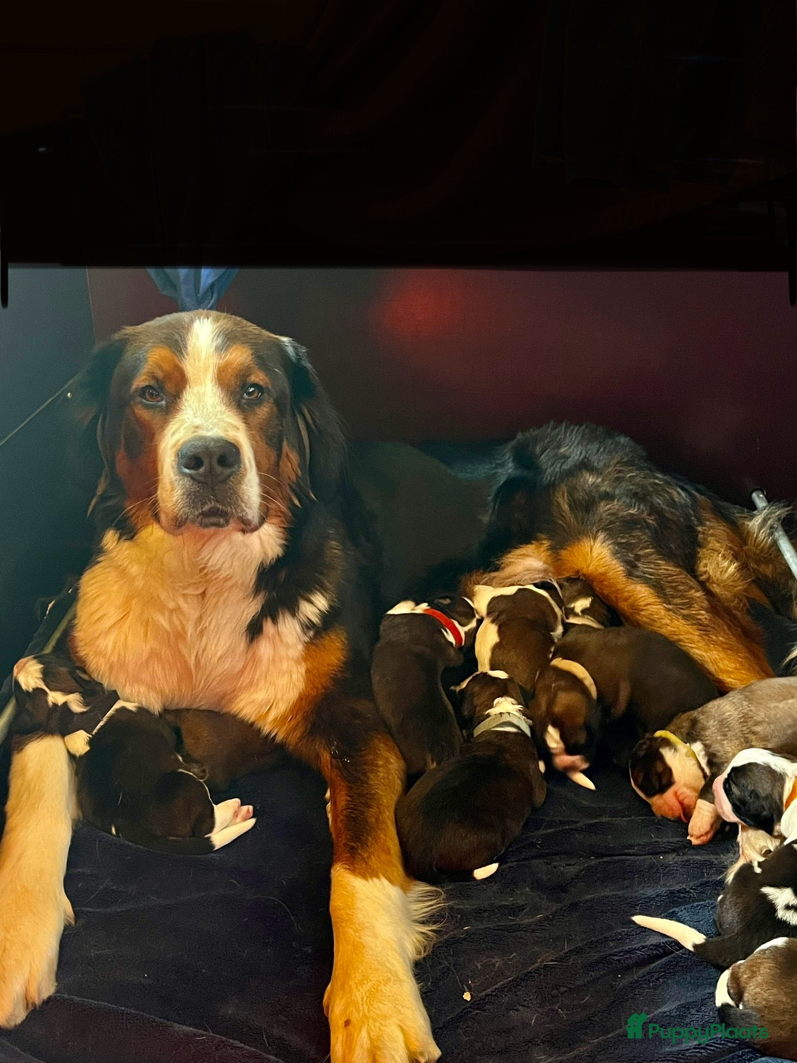 Kruising honden Lieve Sint-Bernard pups - Advertentie 1