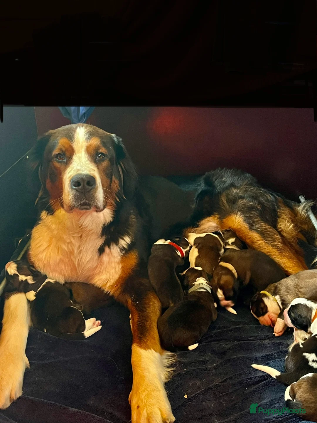 Kruising honden te koop: Lieve Sint-Bernard pups - Advertentie 1