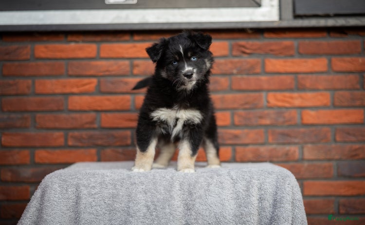 Kruising honden - Advertentie 1