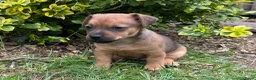 Jack Russel Terriër honden te koop: Prachtige Jack Russel Pup - Advertentie 4