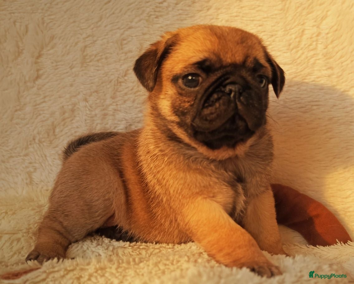Retromops honden Mopspups  - Advertentie 1