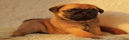 Retromops honden te koop: Mopspups  - Advertentie 1