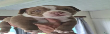 Amerikaanse Bully Puppy 1