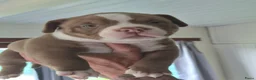Amerikaanse Bully honden te koop: amerikaanse pocket bully's - Advertentie 27