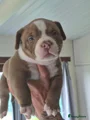 Amerikaanse Bully Puppy 1