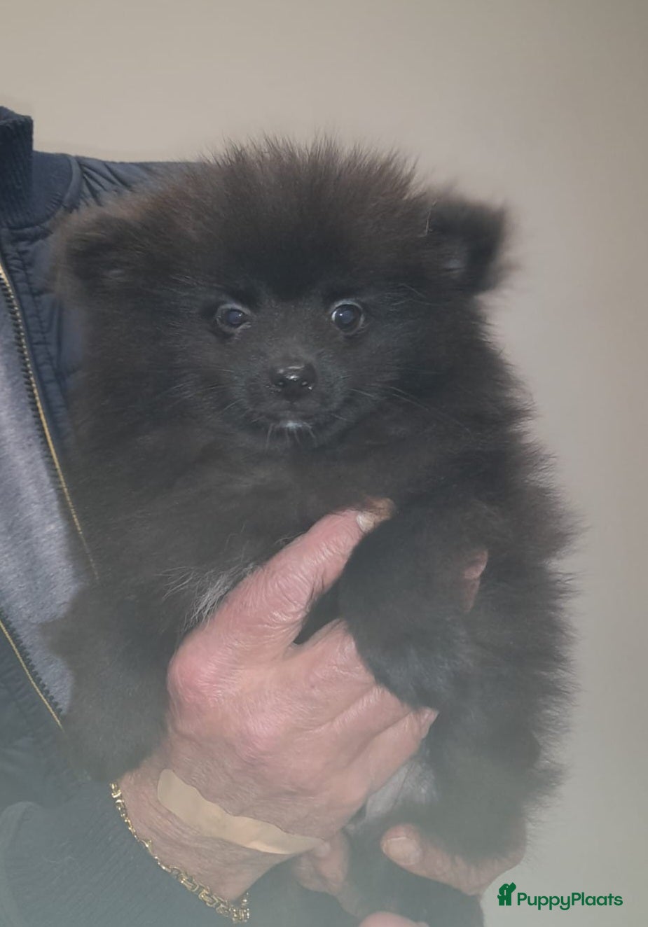 Pomeriaan honden Prachtig vol reutje opnieuw wegens annulering - Advertentie 18