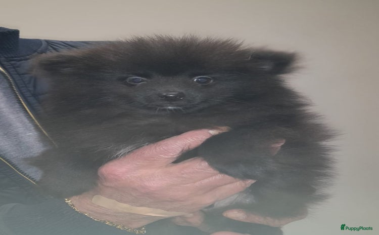 Pomeriaan honden Prachtig vol reutje opnieuw wegens annulering - Advertentie 1