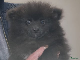 Pomeriaan honden Prachtig vol reutje opnieuw wegens annulering - Advertentie 14