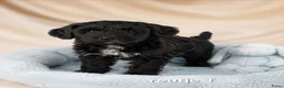 Boomer honden te koop: Mooie gezonde boomer pups. Maltezer maal shih tzu - Advertentie 10