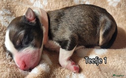 Australian Shepherd honden te koop: Australian Shepherd puppies geboren!  - Afbeelding 10